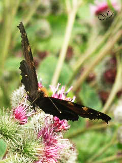 P7276602butterfly01_59K.jpg (240x320, 58Kb)