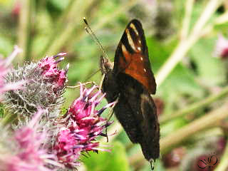 P7276597butterfly02_60K.jpg (320x240, 54Kb)