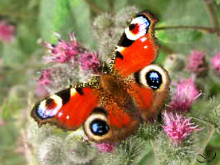 P7276603butterfly03_51K.jpg (320x240, 50Kb)