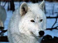 lobo-4.jpg (200x150, 4Kb)