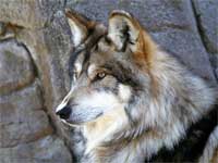 LOBO-5.jpg (200x150, 5Kb)