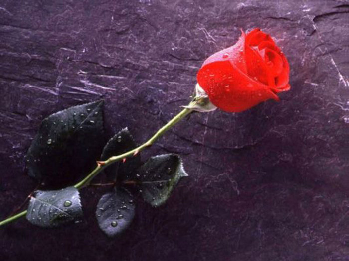 02.jpg (700x525, 73Kb)