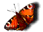 14A6.gif (88x67, 25Kb)