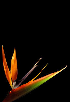 ..paradise lost.. print.jpg (274x400, 29Kb)