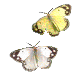 a32.gif (163x149, 20Kb)