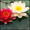 flower13.jpg (100x100, 19Kb)