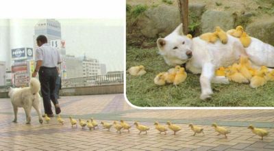 sobache_semeystvo.jpg (400x221, 18Kb)