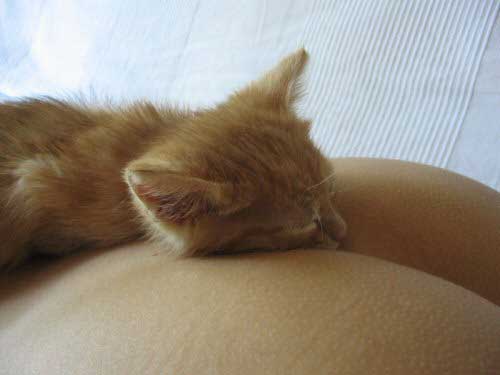 catOnass.jpg (500x375, 12Kb)