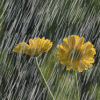 th_a83e1684.gif (100x100, 11Kb)
