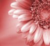 daisy.jpg (100x92, 3Kb)