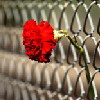 rosefence.jpg (100x100, 6Kb)