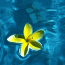 flover.gif (128x128, 78Kb)