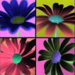 1fzdw6.jpg (106x106, 7Kb)