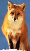 fox17.jpg (100x170, 3Kb)
