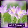 wildflowers2.jpg (100x100, 5Kb)