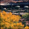 10.gif (100x100, 10Kb)
