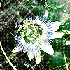 passionflower.gif (100x100, 13Kb)