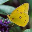 butterfly1.jpg (111x111, 3Kb)