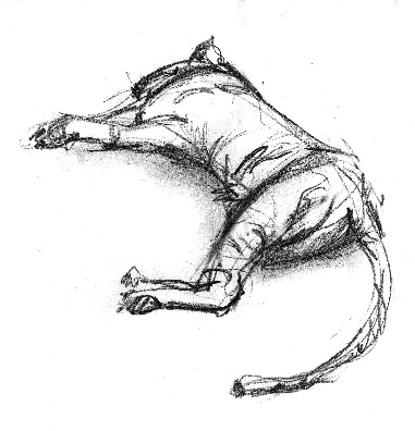 tigr.jpg (381x396, 37Kb)