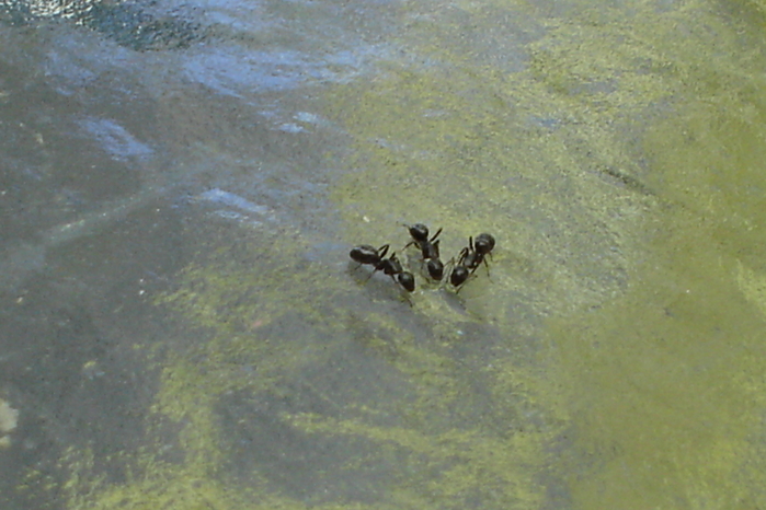 DSC00365.JPG (699x466, 284Kb)