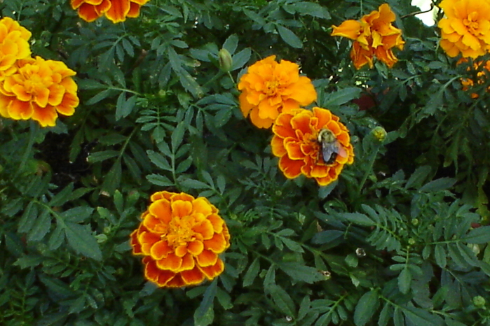 DSC00369.JPG (699x466, 353Kb)