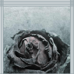 rose.gif (150x150, 17Kb)
