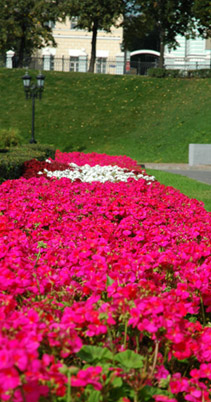 flowers.jpg (211x402, 48Kb)