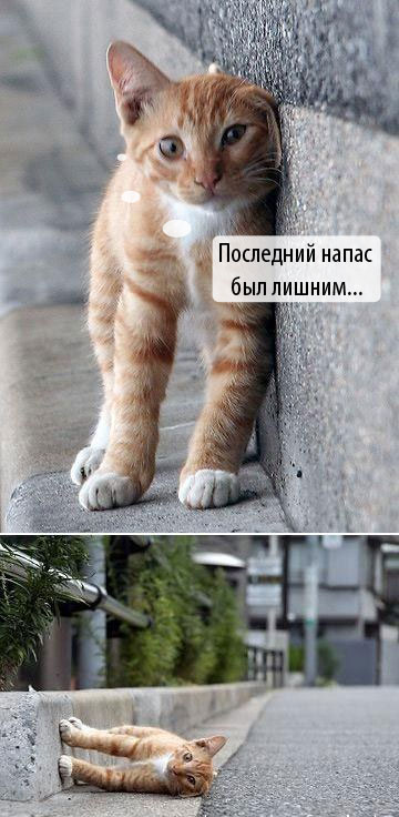 620687_kot_kurit4.jpg (360x736, 65Kb)