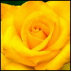 755066_314730.jpg (100x100, 4Kb)