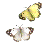 3266272.gif (163x149, 19Kb)