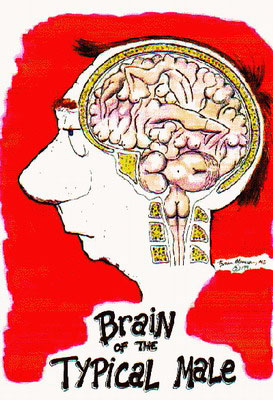 brain.jpg (273x400, 48Kb)