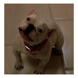 000685.gif (110x110, 37Kb)