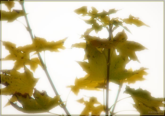 -.jpg (700x491, 45Kb)