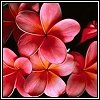 flower_hot_bases18.jpg (100x100, 5Kb)